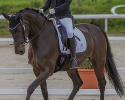 dressage horse Siria Rubina (Oldenburg, 2014, from Sir Donnerhall I)