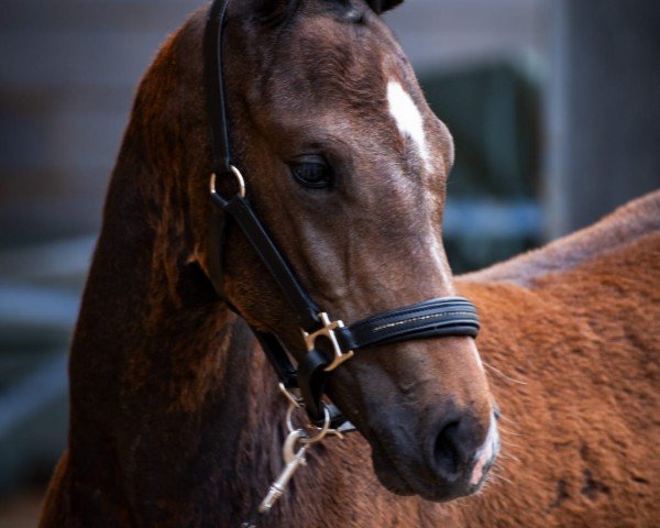 foal by Aladia (Hanoverian, 2024, from Alaba 2)