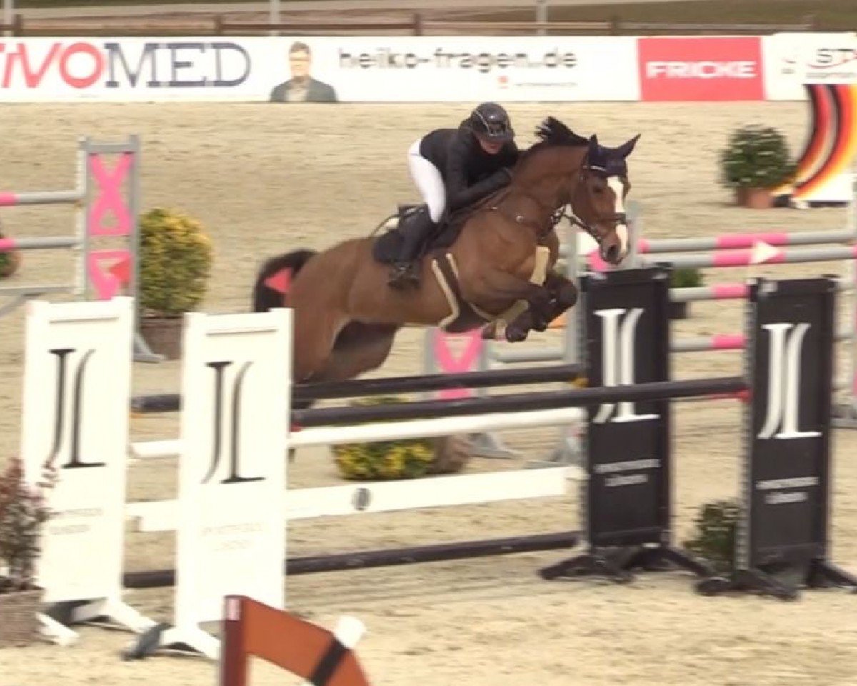 Springpferd Cassilia 6 (Hannoveraner, 2013, von Cassillias)