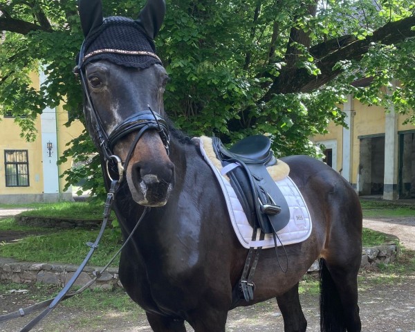 dressage horse Rainhofs Constanze (Hanoverian, 2003, from Conteur)