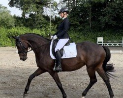 dressage horse Believe in Me 15 (Oldenburg, 2017, from Bordeaux 28)