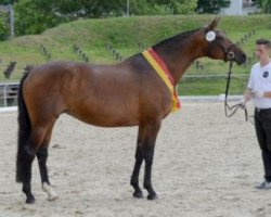 broodmare Kambra (Trakehner, 2007, from Kasimir TSF)