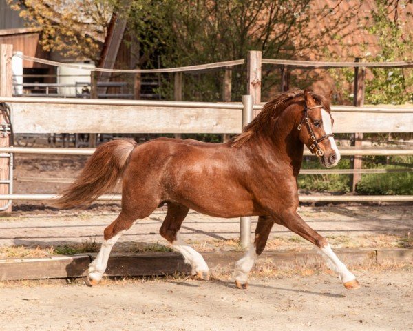 stallion Albrecht's Hoeve Leonardo (Welsh-Pony (Section B), 2017, from Rondo's Cerruti)