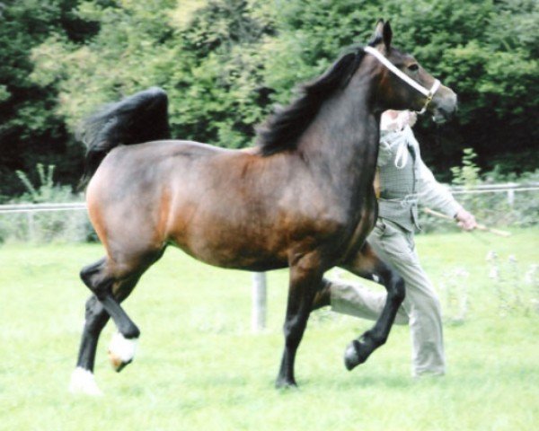 Pferd Bryncadno Ffleur (Welsh-Cob (Sek. D), 2009, von Gwynfaes Culhwch)