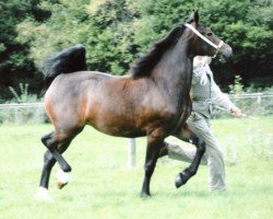 horse Bryncadno Ffleur (Welsh-Cob (Sek. D), 2009, from Gwynfaes Culhwch)