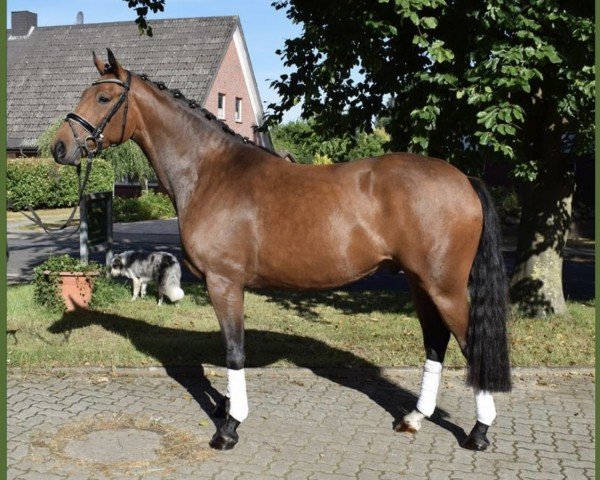 dressage horse London Delight (Hanoverian, 2017, from Londontime)