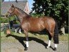 dressage horse London Delight (Hanoverian, 2017, from Londontime)