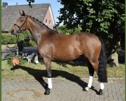 dressage horse London Delight (Hannoveraner, 2017, from Londontime)