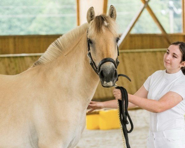 Pferd Madona d'Ober (Fjordpferd, 2022, von Härlii)