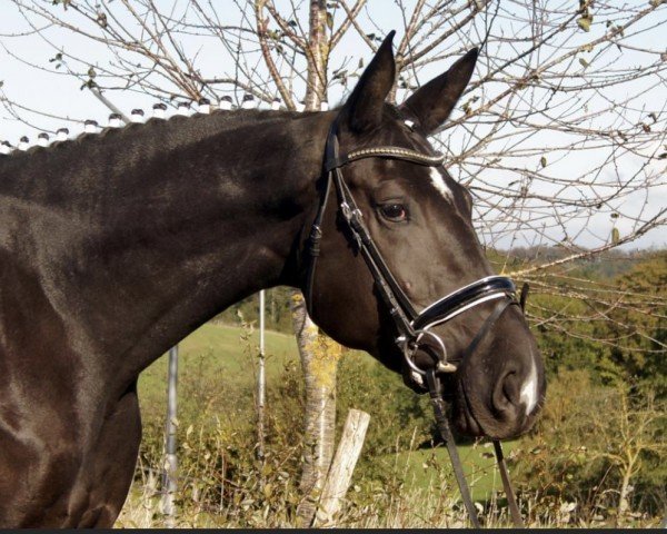 dressage horse Santorina 8 (Westphalian, 2018, from Secret)