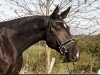 dressage horse Santorina 8 (Westphalian, 2018, from Secret)