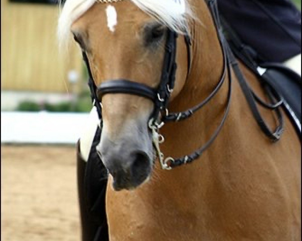 stallion Nobody (4,69% ox) (Edelbluthaflinger, 1993, from Nordano (9,375% ox))