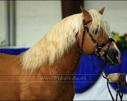 stallion Nordano (9,375% ox) (Edelbluthaflinger, 1988, from Nadin)