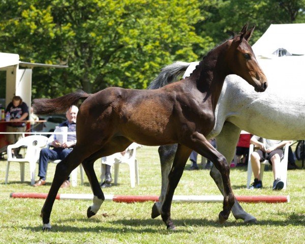 foal by Chanice S (Hanoverian, 2024, from Captain Pezi)