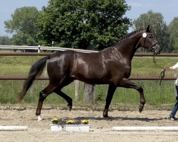 dressage horse Bonida P (Hanoverian, 2021, from Bonds)