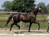 dressage horse Bonida P (Hanoverian, 2021, from Bonds)