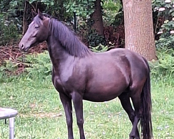 broodmare Ginny Weasley (German Riding Pony, 2020, from Nino)