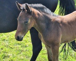 foal by Charly Braun (German Riding Pony, 2024, from César 7)