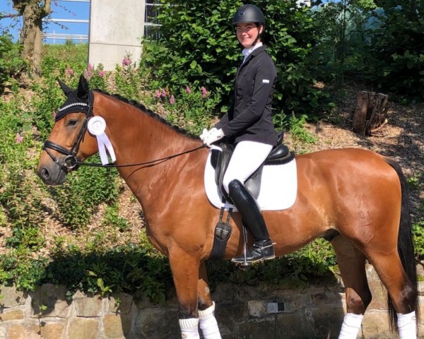 dressage horse Kambergs E-Eins (Hanoverian, 2018, from Escolar)