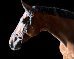 jumper L'Anouck (Oldenburg show jumper, 2011, from Levisonn 208 FIN)