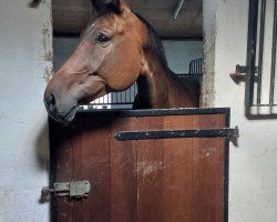 broodmare Filou (Hanoverian, 2012, from Foundation 2)