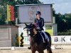 dressage horse Quaterboy M (Hanoverian, 2013, from Quaterhall)