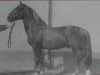 stallion Goldfisch Mo 1092 (Heavy Warmblood, 1953, from Gralf Mo 394)