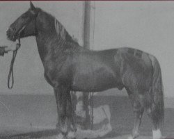 stallion Goldfisch Mo 1092 (Heavy Warmblood, 1953, from Gralf Mo 394)