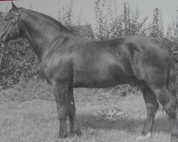 stallion Gralf Mo 394 (Heavy Warmblood, 1946, from Gralsritter Mo 139)