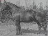 stallion Gralf Mo 394 (Heavy Warmblood, 1946, from Gralsritter Mo 139)