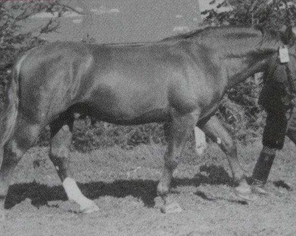 stallion Gralfsohn 1010 (German Warmblood, 1950, from Gralf Mo 394)