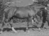 stallion Gralfsohn 1010 (German Warmblood, 1950, from Gralf Mo 394)