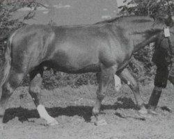 Deckhengst Gralfsohn 1010 (Deutsches Reitpferd, 1950, von Gralf Mo 394)