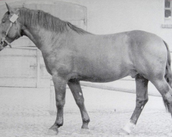 Pferd Gralshüter Mo 1005 (Schweres Warmblut, 1950, von Gralf Mo 394)