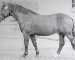 Pferd Gralshüter Mo 1005 (Schweres Warmblut, 1950, von Gralf Mo 394)