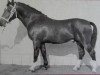 stallion Lohengrin (Heavy Warmblood, 1961, from Lotse Mo 1067)