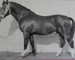 Deckhengst Lohengrin (Schweres Warmblut, 1961, von Lotse Mo 1067)