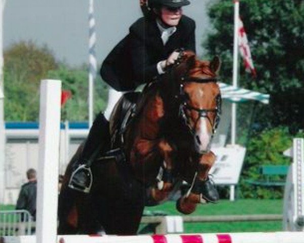 stallion Elegant (Nederlands Rijpaarden en Pony, 1992, from Eduard)
