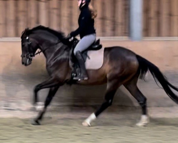 dressage horse Grandera Jovenia (Oldenburg, 2020, from Jovian)