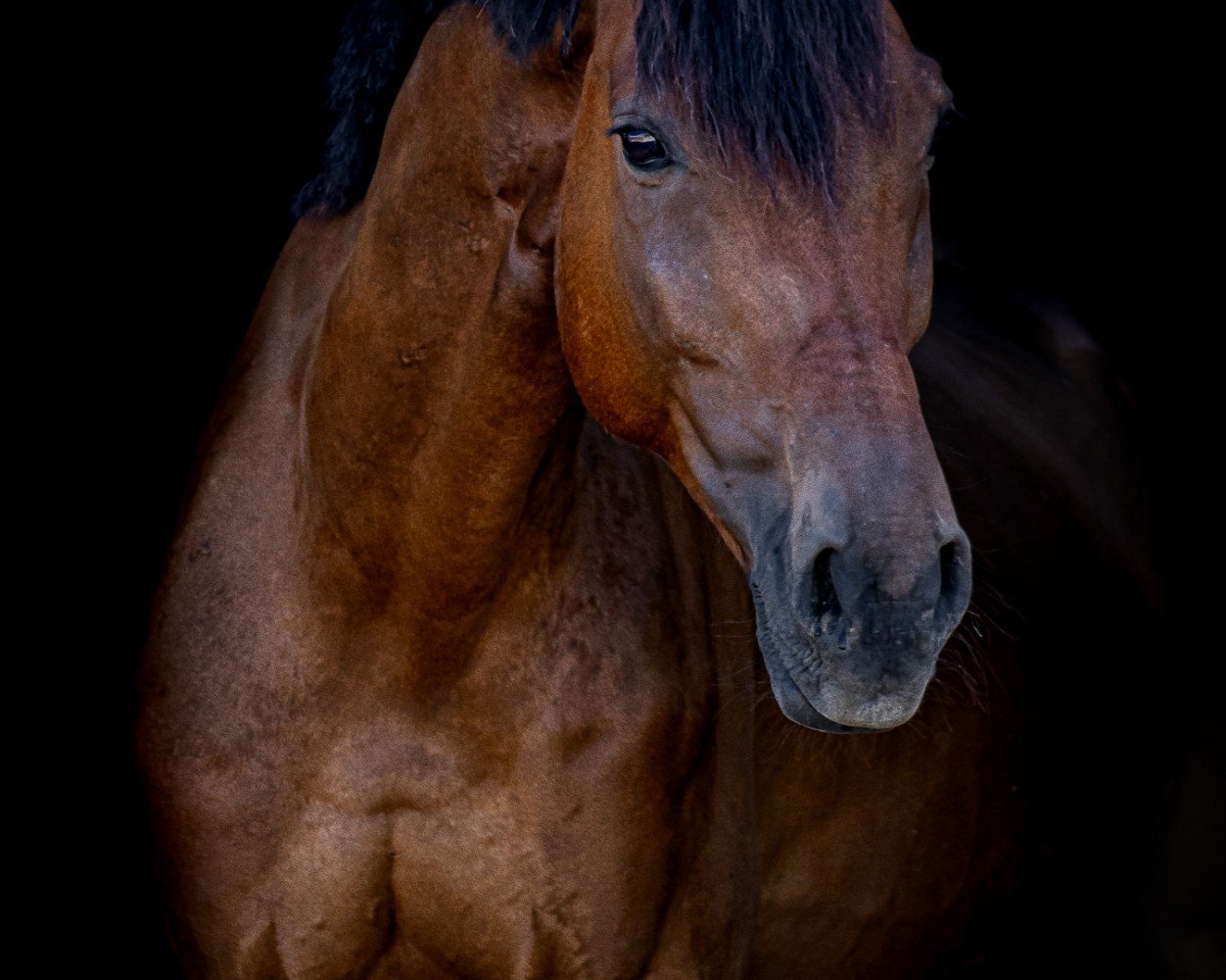 dressage horse Raimond Reddington (German Sport Horse, 2015, from Rohjuwel OLD)