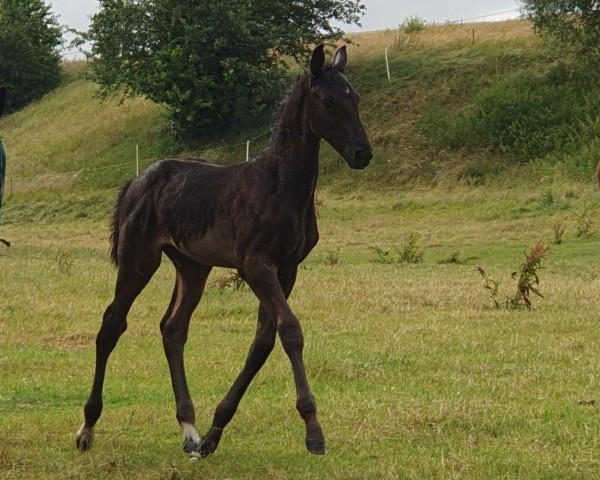 foal by Colorado (German Sport Horse, 2024, from Comme Prevu)