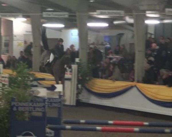 Reitturnier Vreden 2013