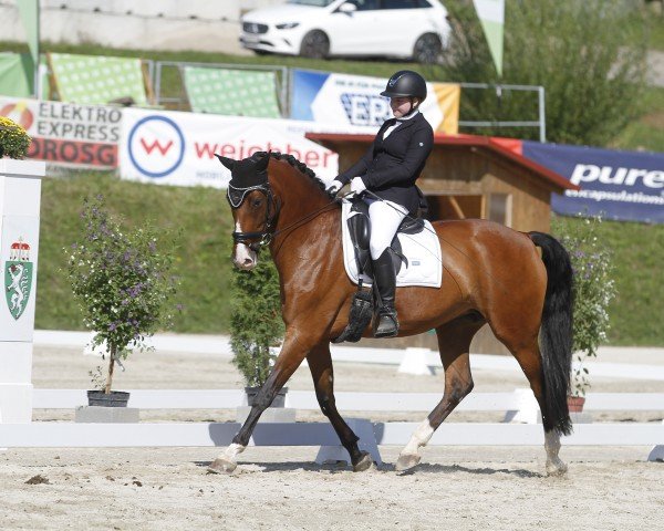 Pferd Fleur (KWPN (Niederländisches Warmblut), 2013, von Amazing Star)