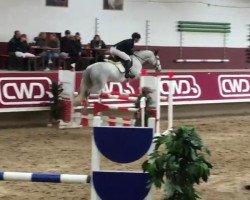 jumper Hildata (KWPN (Royal Dutch Sporthorse), 2012, from Emilion)