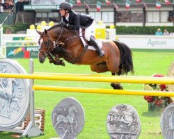 Deckhengst Chin Quidam VDL (KWPN (Niederländisches Warmblut), 2006, von Chin Chin)