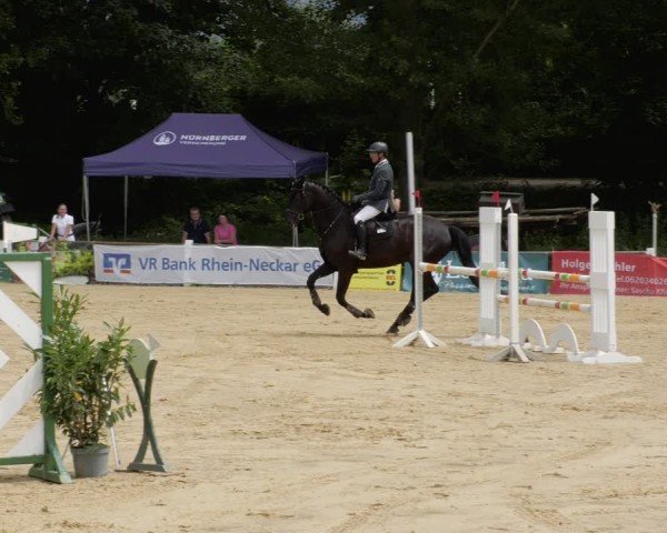 Reitturnier Heddesheim 2024
