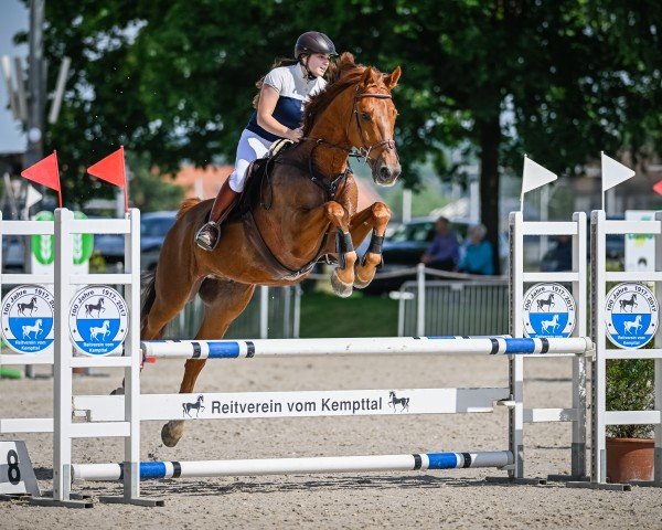 Springpferd Girocco Blue RRH (KWPN (Niederländisches Warmblut), 2011, von Zirocco Blue)