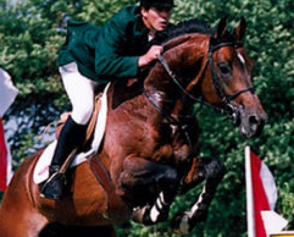 stallion Vegas (Royal Warmblood Studbook of the Netherlands (KWPN), 1994, from Voltaire)