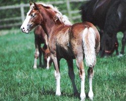 Pferd Rainhill Victoria (Welsh-Cob (Sek. D), 2001, von Ebbw Dandy)