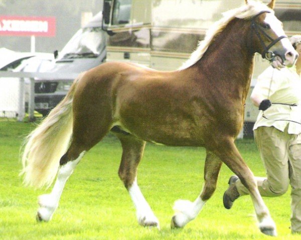 horse Rainhill Tiger (Welsh-Cob (Sek. D), 2002, from Ebbw Dandy)